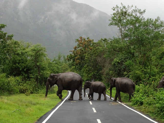 Ooty Taxi Service | Taxi Rental In Ooty | Ooty Cab Booking | Best Taxi In Ooty | Taxi Service Near Ooty | Ooty Sightseeing Taxi | Local Cabs In Ooty | Ooty Tour Packages | Ooty Local Sightseeing | Ooty Travels | Best Travels In Ooty | Taxi Hire Ooty | Ooty Hotels | Rooms In Ooty | Budget Hotels In Ooty | Luxury Hotels In Ooty | Ooty Honeymoon Packages | Ooty Group Packages | Ooty Student Packages | Ooty Family Tour Packages | Ooty Mudumalai Packages | Ooty Masinagudi Tour | Ooty Cab Rental | Ooty Online Taxi Booking | Ooty To Coimbatore Taxi | Ooty To Mysore Cab | Ooty To Bangalore Taxi | Ooty To Coonoor Cab | Ooty Local Tour Packages | Ooty Sightseeing Cab | Best Cab Service Ooty | Ooty Hotel Booking | Ooty Cottages | Ooty Lodges | Ooty Travel Agency | Ooty Day Trip Packages | Ooty Private Tours | Affordable Taxi Ooty | 24 Hours Taxi Ooty | Ooty Sightseeing Tour | Ooty Customized Tours | Cab Booking Near Ooty | Cheap Taxi Service Ooty | Hill Station Taxi Ooty | Ooty Tourist Cab | Ooty Tourism Package | Ooty Car Rental | Top Rated Taxi Ooty | Ooty Trip Planner | Ooty Holiday Packages